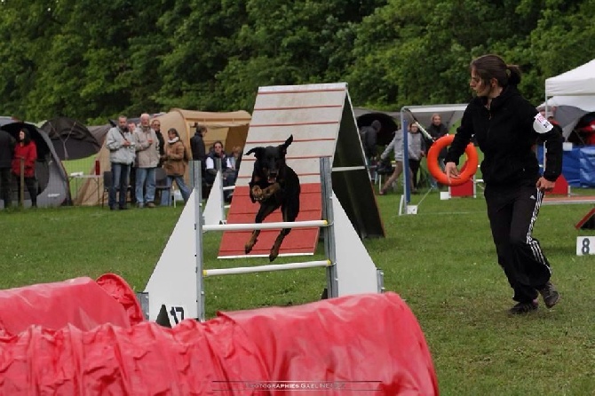 des Marais de Saint-Gratien - Agility: Hawaii à Argenteuil.