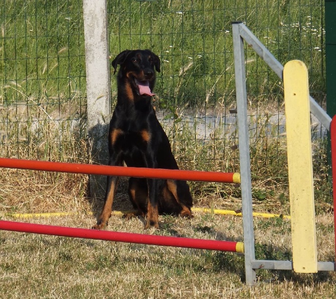 des Marais de Saint-Gratien - Agility: premier concours pour Hawaii à Argenteuil