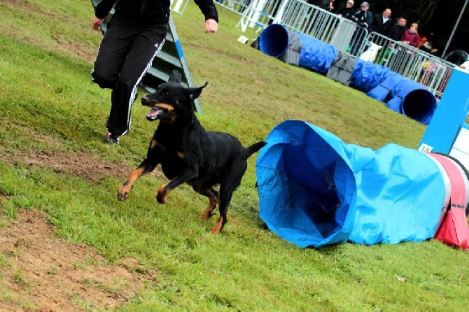 des Marais de Saint-Gratien - Agility: Hawaii 2ème à Ingré.