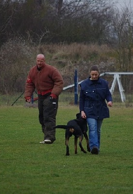 des Marais de Saint-Gratien - Ring: CSAU et Brevet de chien de défense.