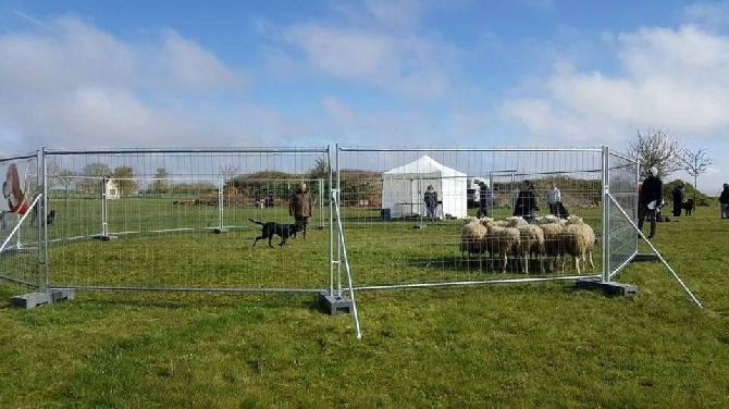 des Marais de Saint-Gratien - Expo: première Journée Beauceronne de Lucky!