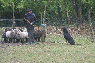 des Marais de Saint-Gratien - Troupeau: en famille!