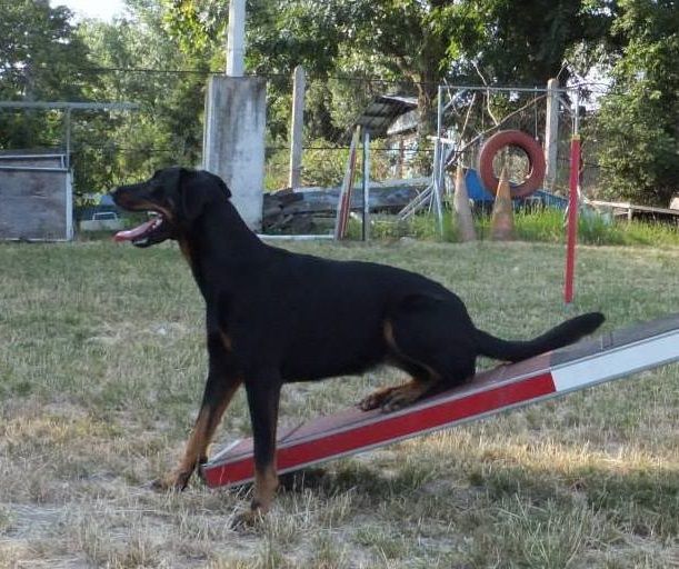 des Marais de Saint-Gratien - Agility: Hawaii en concours à Cergy