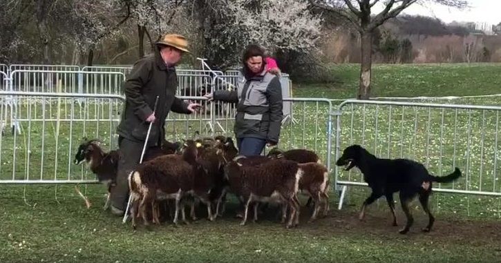 des Marais de Saint-Gratien - Régionale d'Elevage: Nestie apte au CANT et cotation 2.