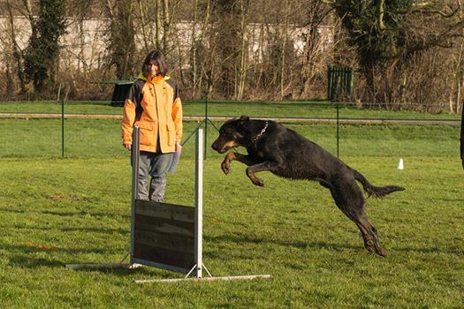 des Marais de Saint-Gratien - Obéissance: Helton en classe 2!